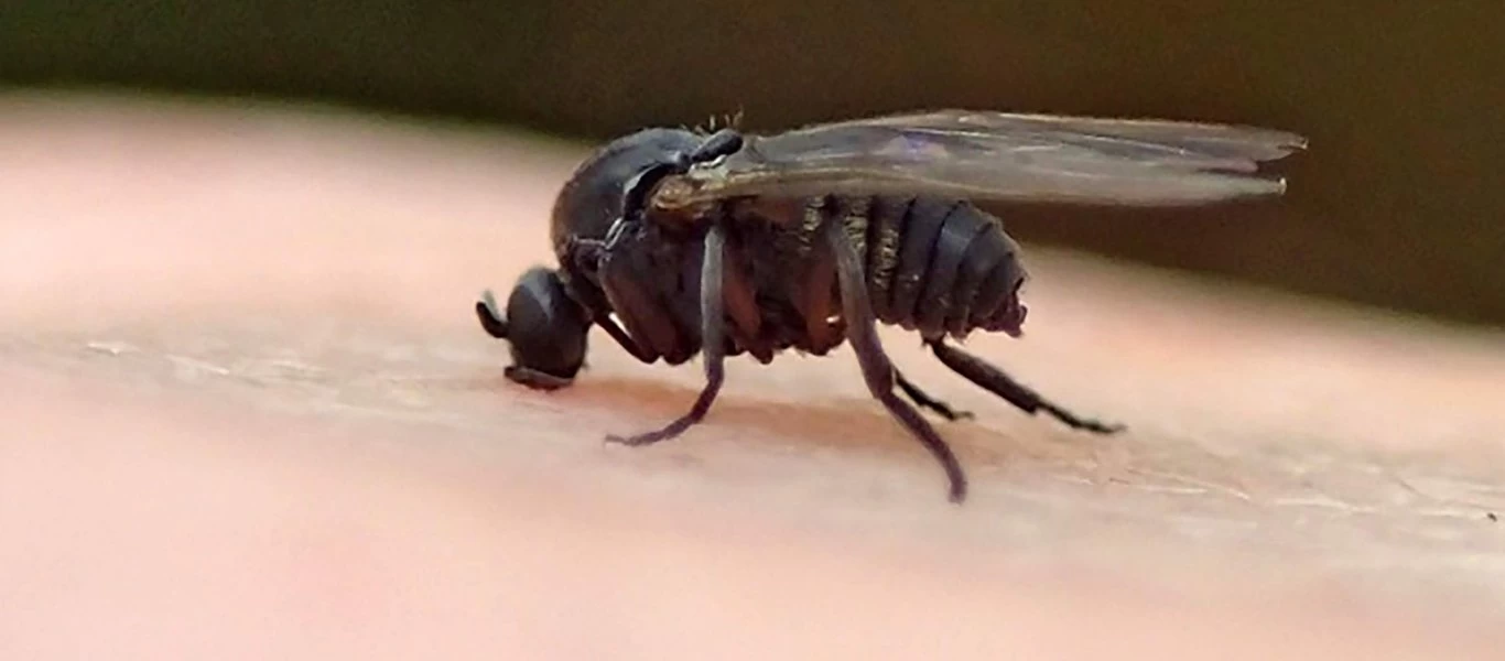 Τρεις λύσεις για να απαλλαγείτε από τις μύγες στο σπίτι